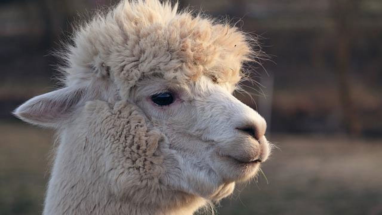 Targeted Drug Delivery Systems Designed From Llama Nanobodies