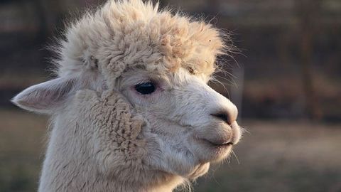 Targeted Drug Delivery Systems Designed From Llama Nanobodies