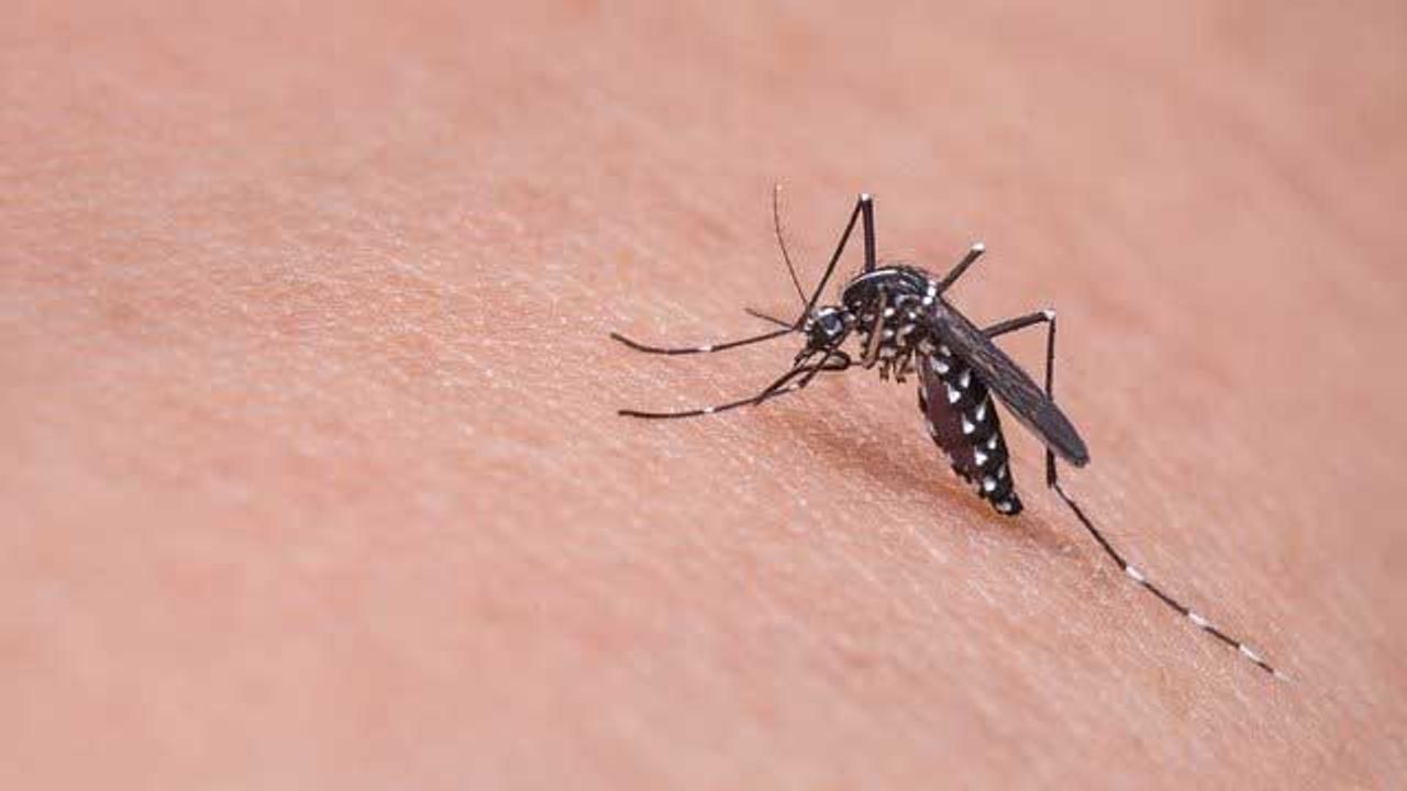 Vaccine for Mosquito-Borne Virus Found To Be Safe and Well Tolerated