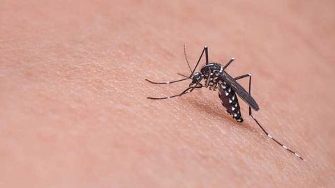 Vaccine for Mosquito-Borne Virus Found To Be Safe and Well Tolerated
