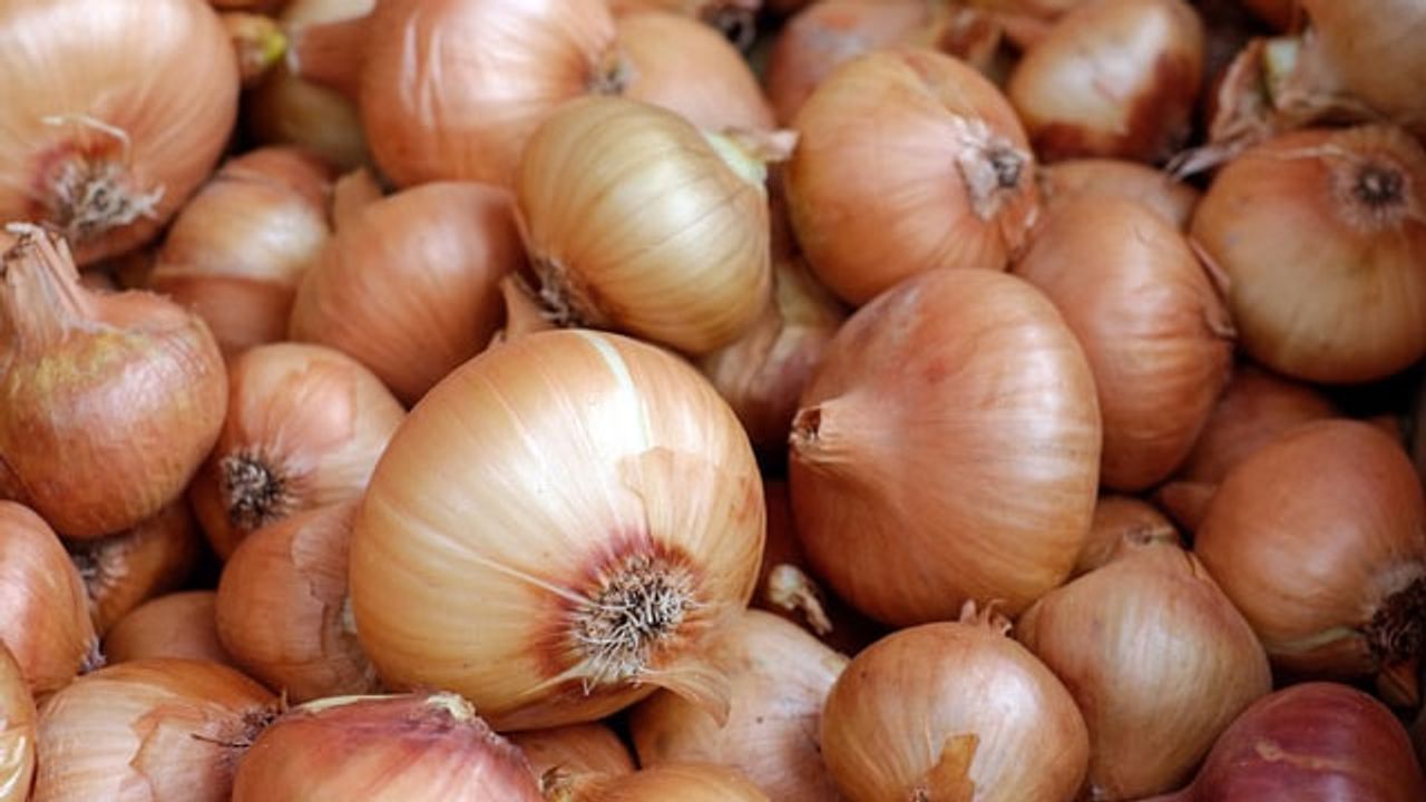 Novel Pathogenic Bacterial Species Discovered in Onions