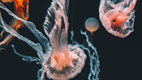 Stinging Cells Hold Clues to Biodiversity Stinging Cells Hold Clues to Biodiversity