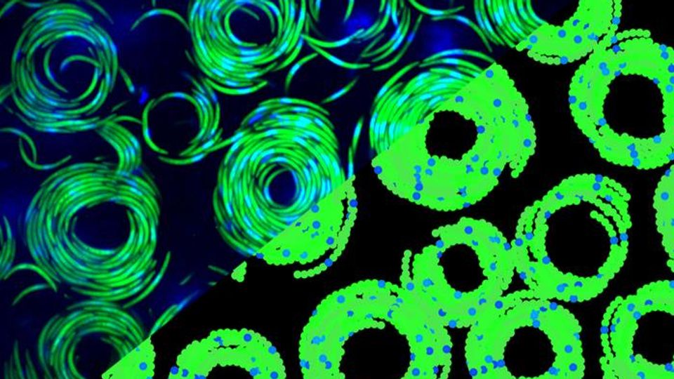 Malaria Parasites Use Vortices To Get Mobile content piece image