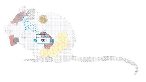 Body’s Responses to a Low-Protein Diet Directed by a Single Hormone Body’s Responses to a Low-Protein Diet Directed by a Single Hormone