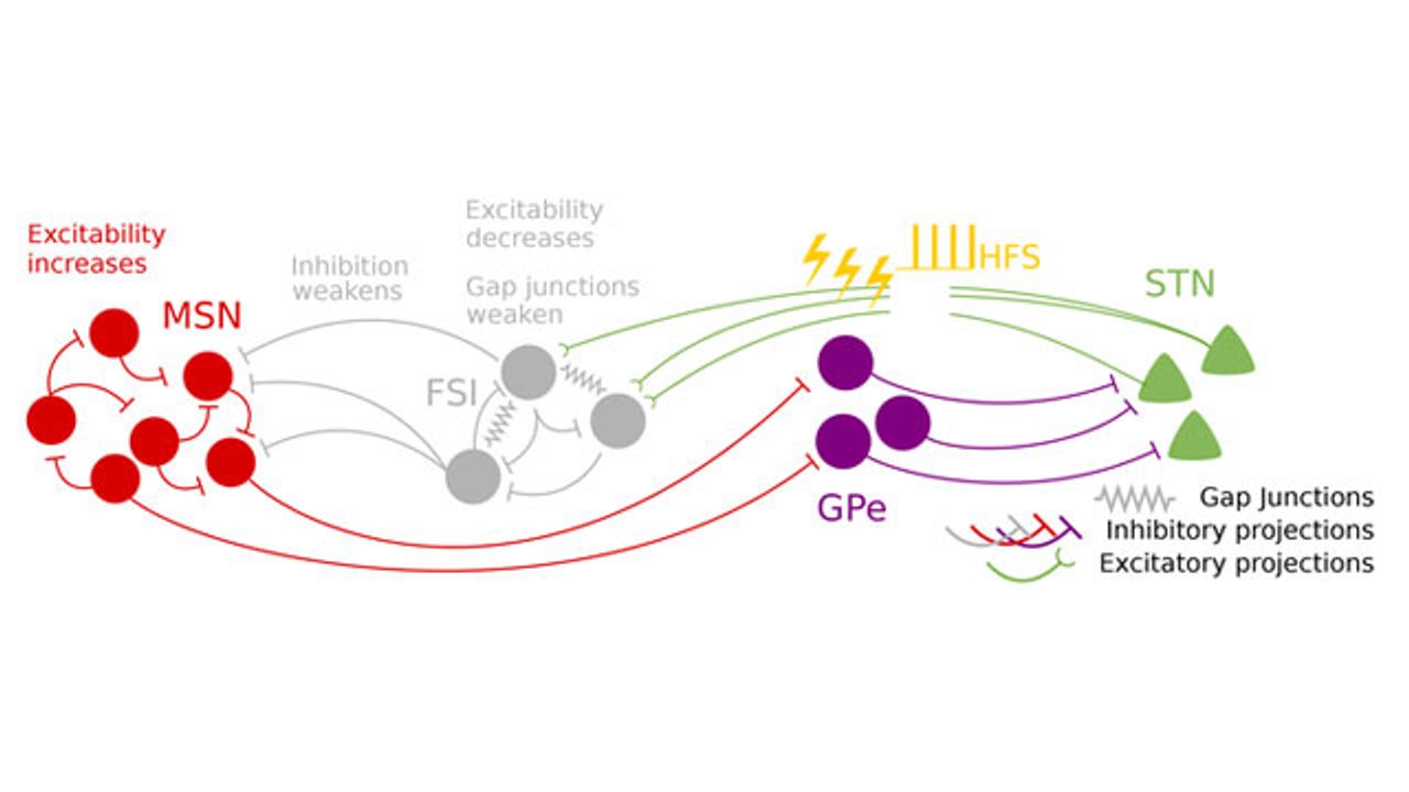 How Electrical Stimulation Restores Balance to the Brain in Parkinson's