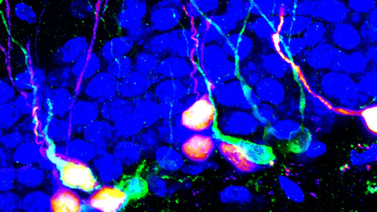 Light Stimulation Spurs Neural Stem Cells and Cognition in Mice