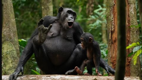 Chimpanzee Calls Are More Like Human Language Than First Thought Chimpanzee Calls Are More Like Human Language Than First Thought