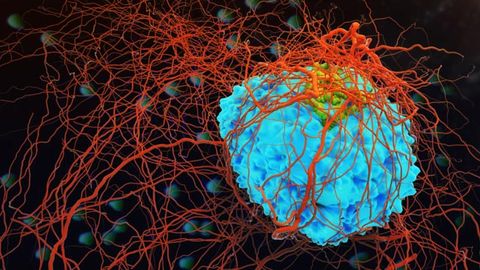Mouse Study Links High-Fat Diet to Increased Nitric Oxide Levels and Cancer Development
