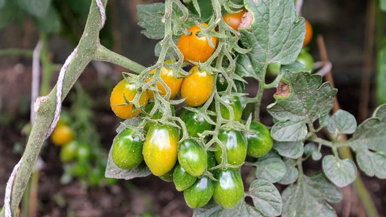 A New Wearable Technology — for Plants