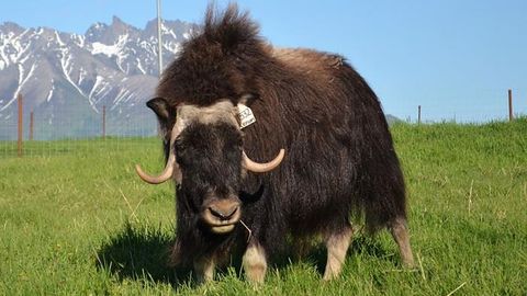 Toxic Muskulinity: Muskox Are Injuring Their Brains During Ritual Headbutts Toxic Muskulinity: Muskox Are Injuring Their Brains During Ritual Headbutts