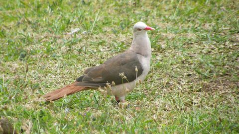 Genomic Analysis Reveals Pink Pigeon Is at Risk of Extinction Genomic Analysis Reveals Pink Pigeon Is at Risk of Extinction