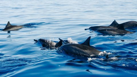 Dophins Can Recognize Their Friends by Tasting Their Urine Dophins Can Recognize Their Friends by Tasting Their Urine
