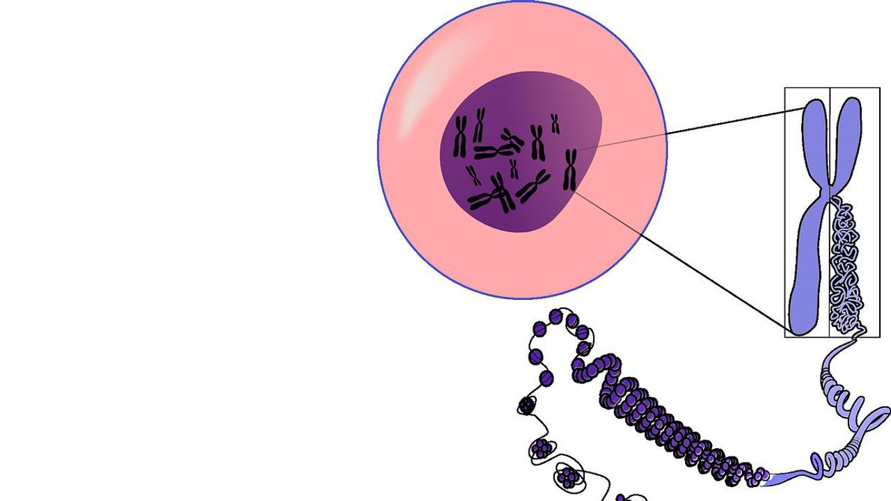Intricacies of X Chromosome Inactivation Revealed