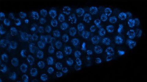 Male Pheromones Improve the Health of Females' Egg Cells Male Pheromones Improve the Health of Females' Egg Cells