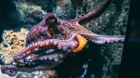 Shift in Cholesterol Metabolism Triggers “Death Spiral” in Maternal Octopuses Shift in Cholesterol Metabolism Triggers “Death Spiral” in Maternal Octopuses