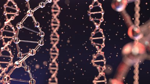 Protein Complex Plays Key Role in DNA Loop Formation Protein Complex Plays Key Role in DNA Loop Formation