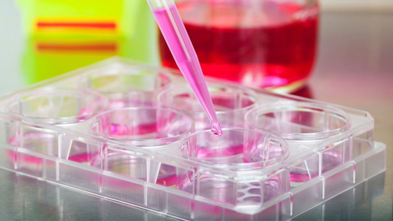 Cell Culture Quality Control: The Key to Reproducibility
