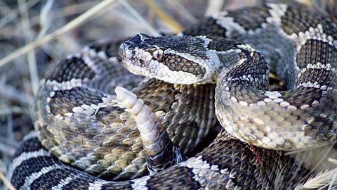 Bacteria Found Living in Snake and Spider Venoms