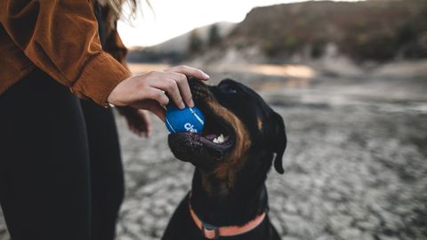 AI Used To Predict Life-Threatening Bacterial Disease in Dogs AI Used To Predict Life-Threatening Bacterial Disease in Dogs