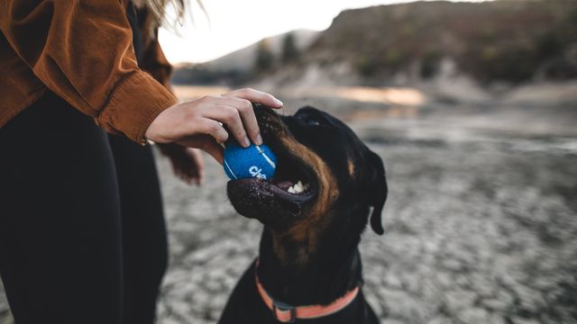 AI Used To Predict Life-Threatening Bacterial Disease in Dogs - Vimarsana News