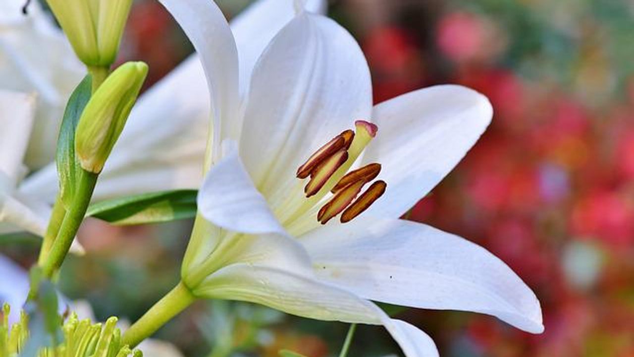 Release of Floral Fragrance Visualized
