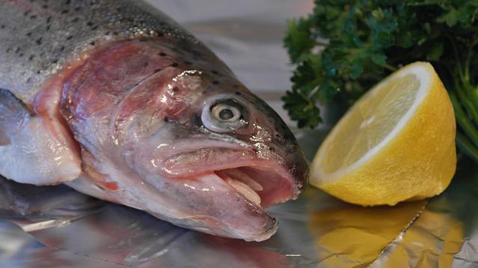 Could Fish Waste Prove a Good Source of a Popular Health Food Ingredient? content piece image