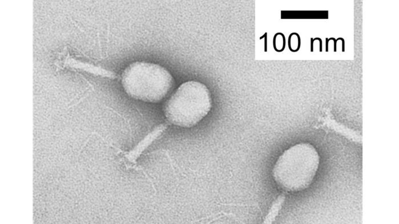 Viruses Revealed in Clear Detail by New Non-Radioactive Reagent