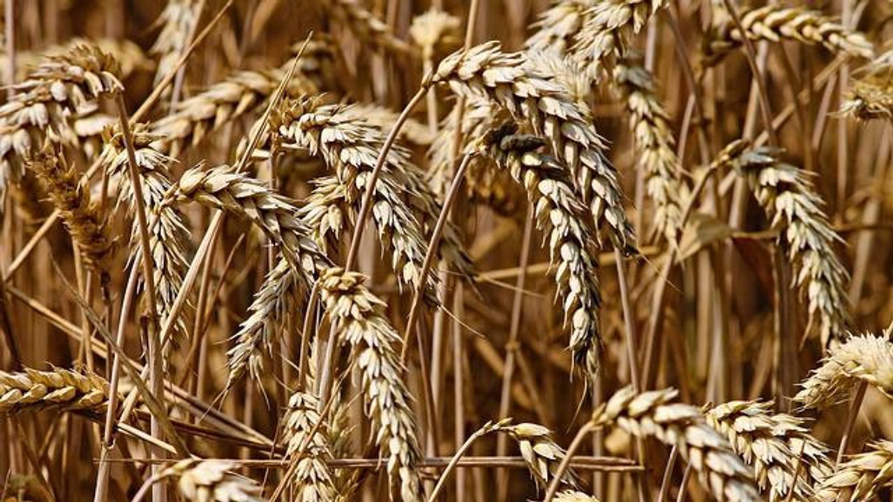 Harnessing Functions of Microbiota To Tackle Fungal Pathogens in Cereal Crops