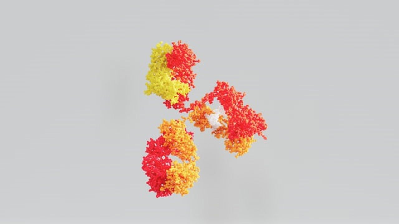 Team Explores Autoantibodies and Immune Recognition of Self and Non-Self