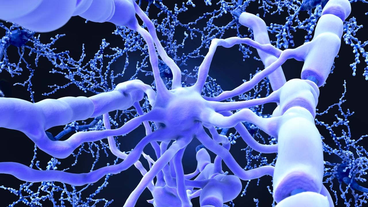 Changing the Brain's Immune Environment May Help Stroke Recovery