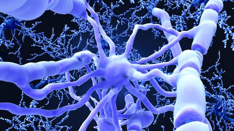 Changing the Brain's Immune Environment May Help Stroke Recovery