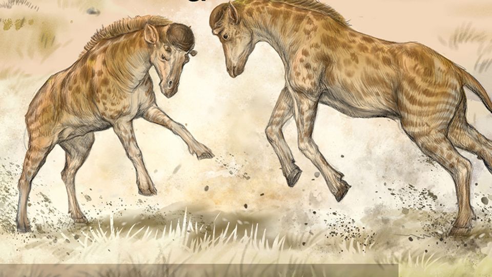 Giraffes Evolved Long Necks for “Sexual Combat”, New Study Suggests content piece image