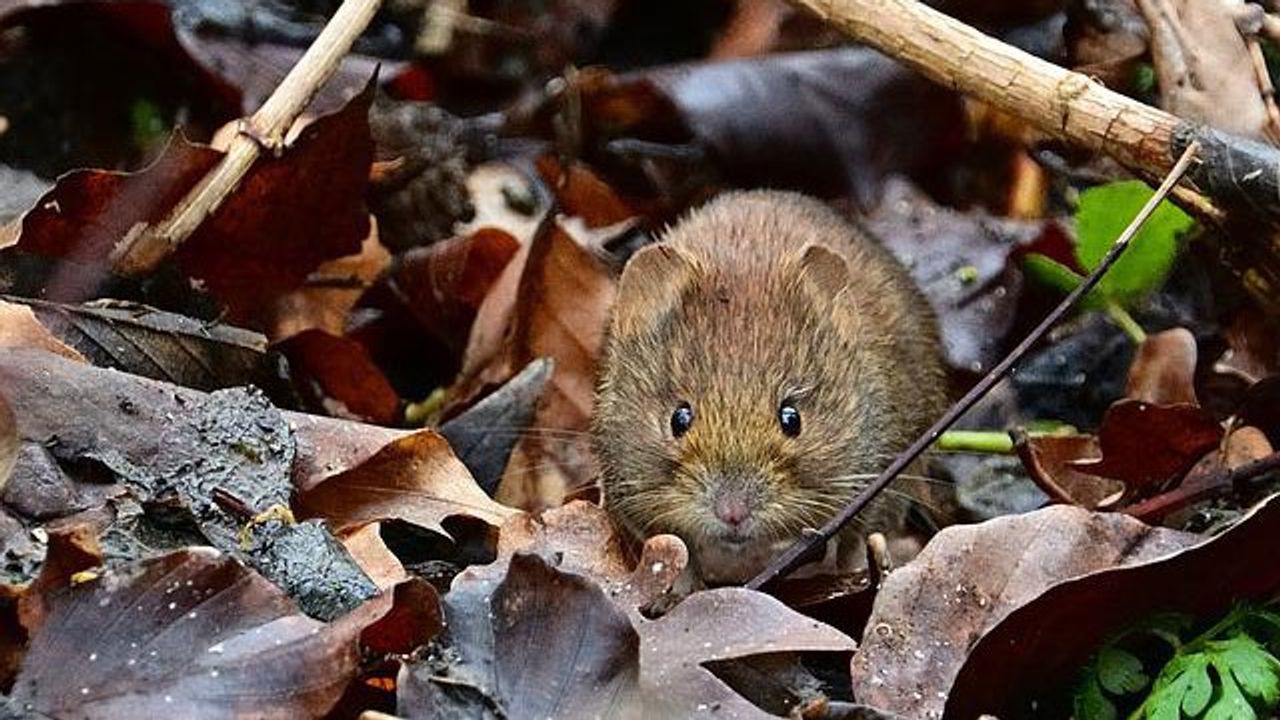 New Coronavirus Identified That Is Common in Bank Voles