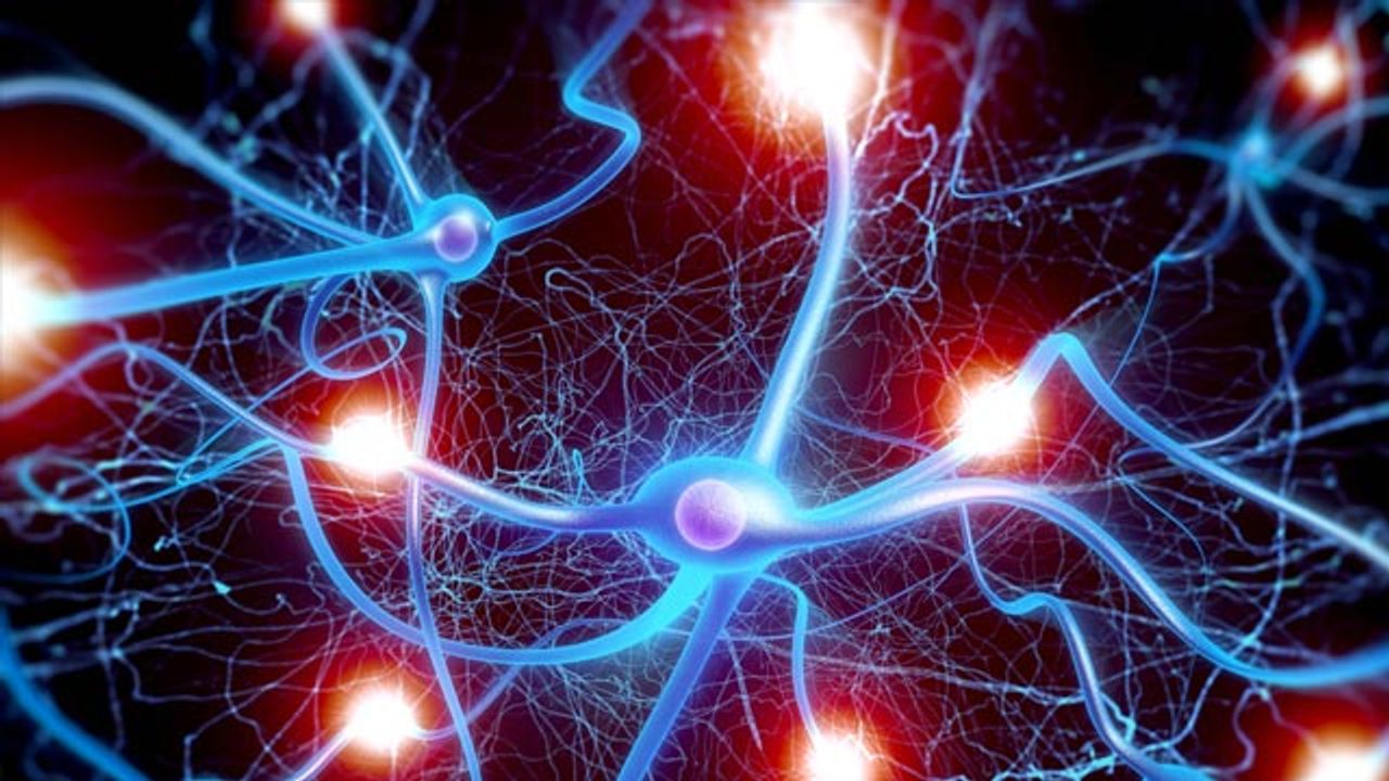 Species-Specific Differences in Neuron Architecture Explored Using Microscopy