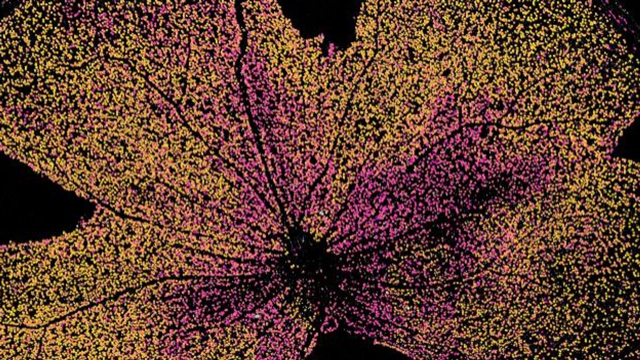 Imaging and AI-Assisted Analysis of Retinal Cell Damage