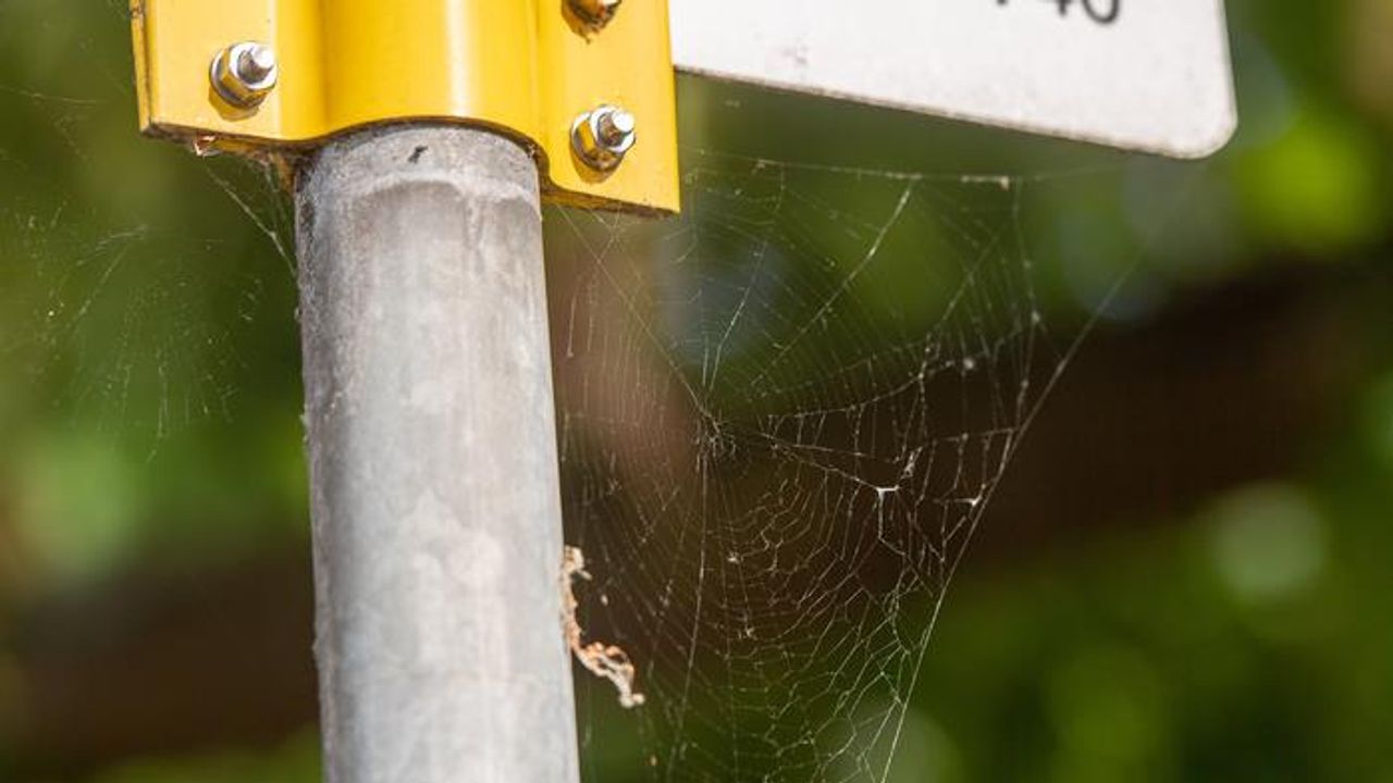 Using Cobwebs To Monitor Airborne Microplastics