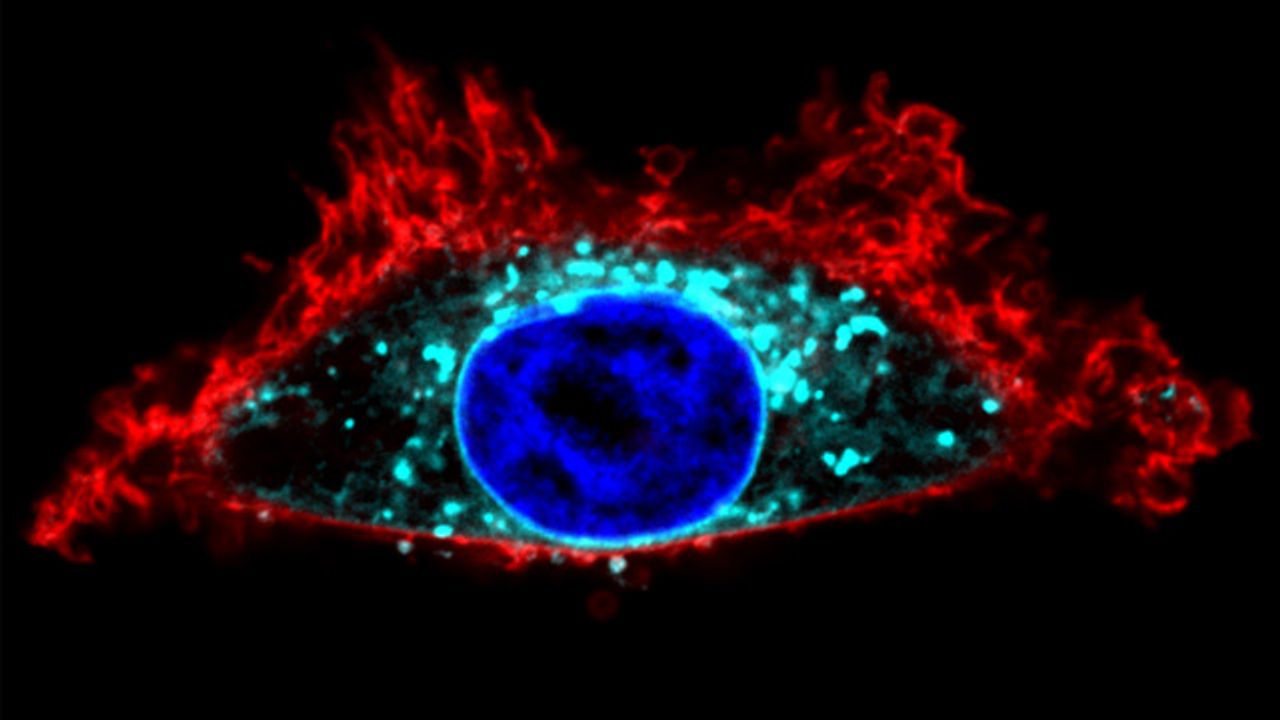 Visualizing Oncogenic Proteins in HeLa Cells