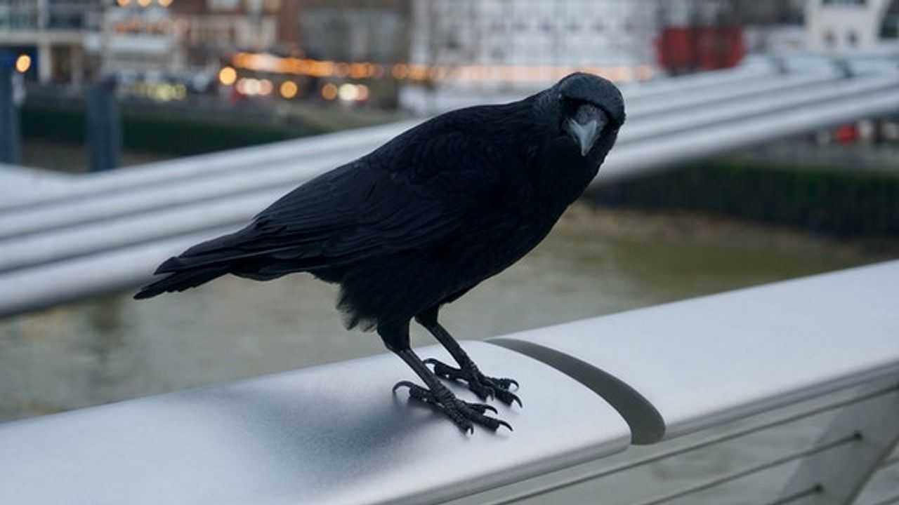 Why Crows Are As Smart As 7-Year-Old Humans
