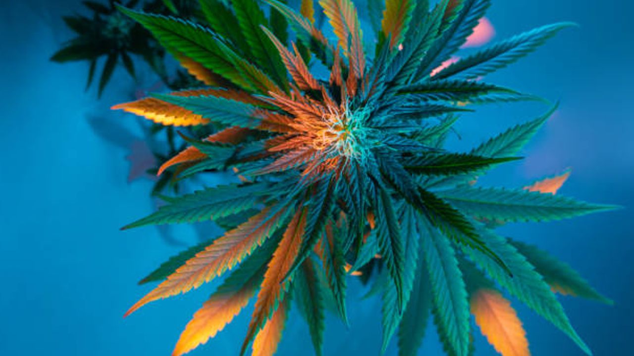 Analytical Testing and Cannabis Cultivation With Lydia Abernethy