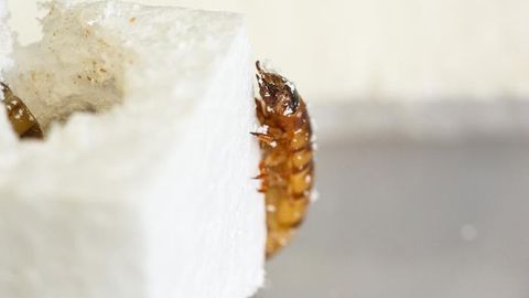 Superworm Makes a Meal Out of Waste Polystyrene