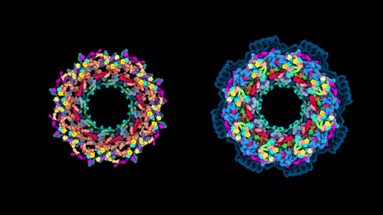 Complex Architecture of “Molecular Giant” Understood in Greater Detail Than Ever Before