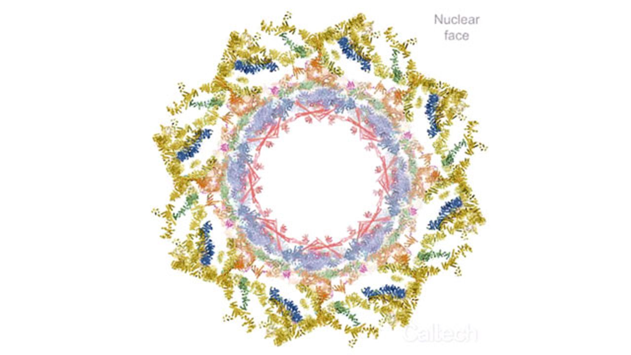 New Secrets of the Nuclear Pore Complex Unraveled
