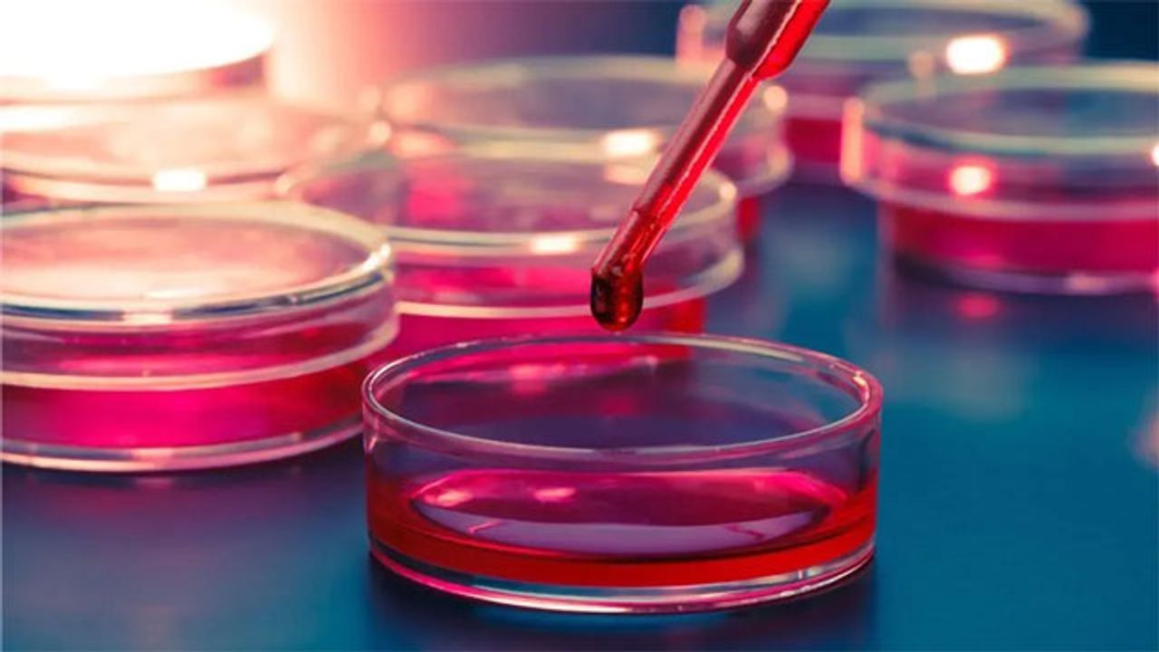 Alternative Route That Cells Take To Make Organs Uncovered