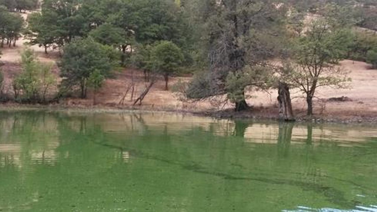 Hazards Posed by Harmful Algal Blooms Clarified