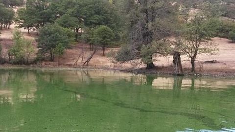 Hazards Posed by Harmful Algal Blooms Clarified