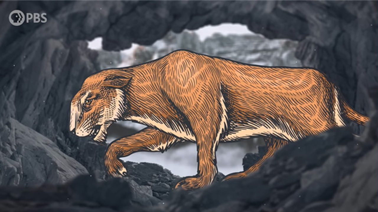 The Curious Case of the Cave Lion
