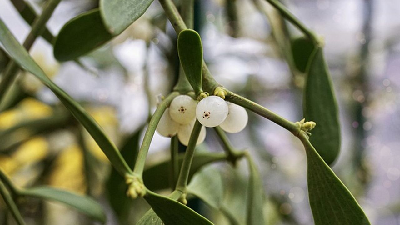 Mistletoe Could Offer a Natural Source of "Super Glue"