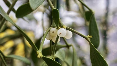 Mistletoe Could Offer a Natural Source of "Super Glue"