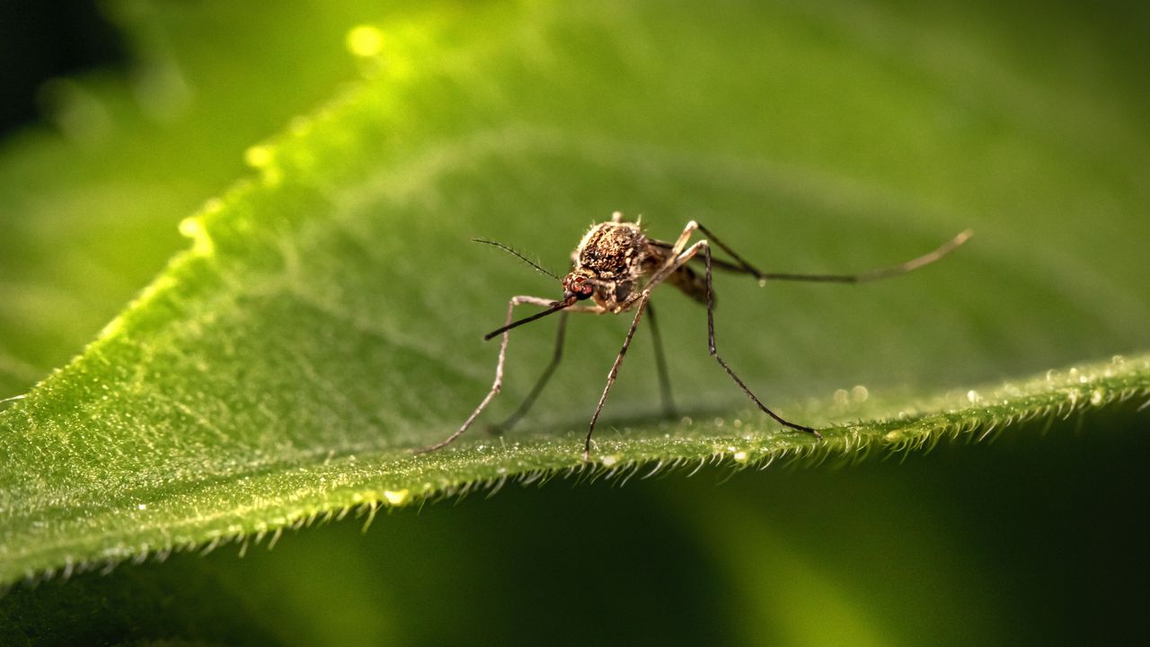 New Genetic Discovery Uncovers Mosquito’s “Weak Spot”