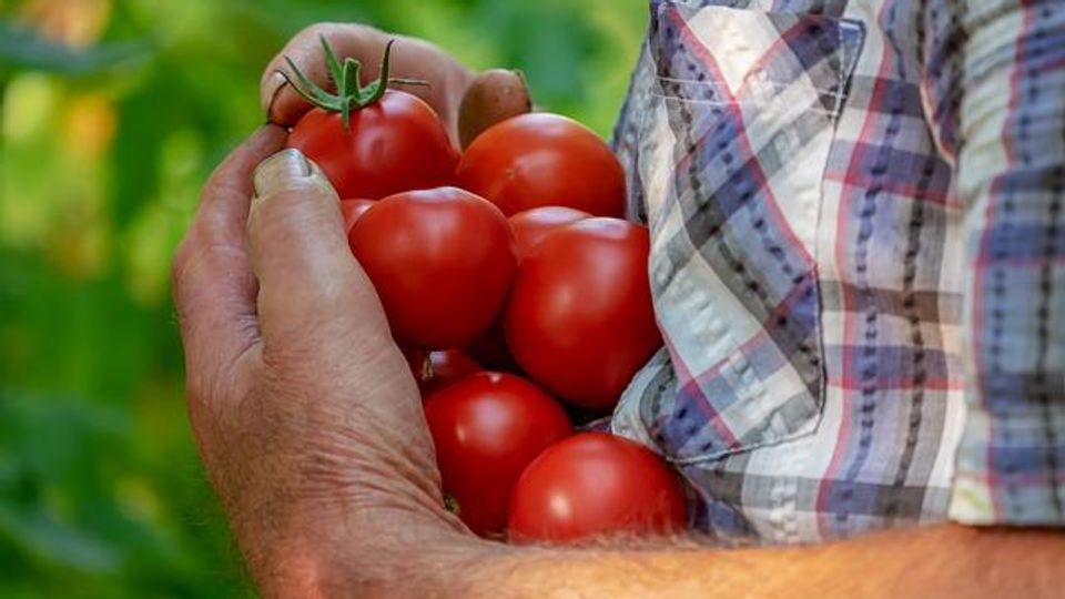 Climate Change Is Bad News for Ketchup Fans content piece image